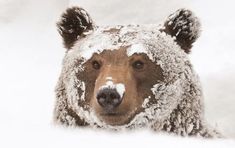 a brown bear with snow on its face and nose is looking at the camera while it's covered in snow