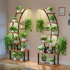 several potted plants are arranged on wooden shelves