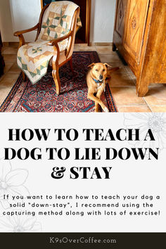 Brown dog lying down and staying on a rug that's placed on tile flooring between an antique arm chair and an antique hutch. Leave It Dog Training, Puppy Commands Training, Esa Dog Training, Say It Once Dog Training, Basic Dog Training Commands, Raw Dog Food, Dog Commands, Dog Training Classes