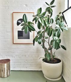 a potted plant in front of a white brick wall