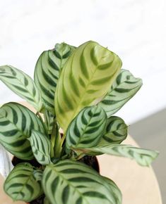 a potted plant sitting on top of a wooden table