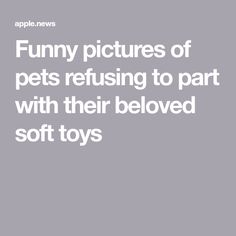 the words funny pictures of pets refishing to part with their beloved soft toy toys