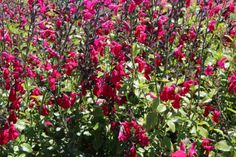 red flowers are blooming in the field with green leaves and purple stems on them