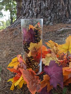 autumn leaves and pine cones in a glass on the ground next to a large tree