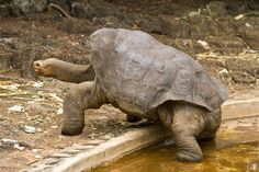 a large turtle walking across a muddy ground