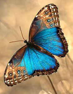 a blue butterfly sitting on top of a flower