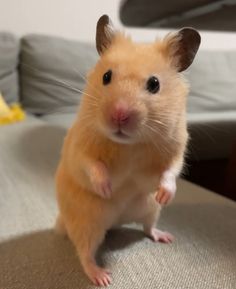 a brown hamster sitting on top of a couch