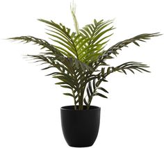 a plant in a black pot on a white background