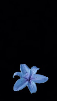 a blue flower floating in the dark water