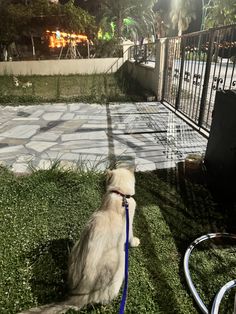 a dog sitting in the grass with a leash on it's neck, next to a fence