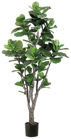 a potted plant with green leaves in it on a white background, isolated for use as a bonsai tree