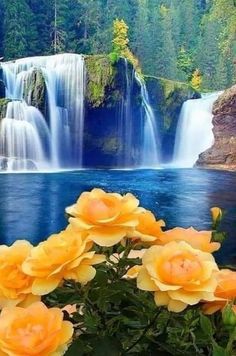 yellow roses are blooming in front of a waterfall