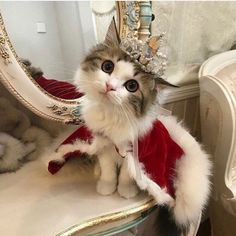 a cat sitting on top of a white chair wearing a santa claus suit and a tiara