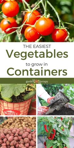 the best vegetables to grow in containers