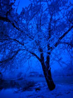 the tree is covered in snow at night