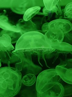 green jellyfish swimming in the water royalty images