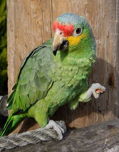 a green parrot sitting on top of a wooden fence next to a wood post with a red and yellow head