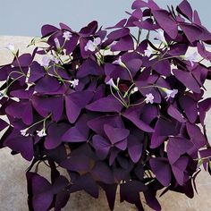 purple and white flowers are in a vase