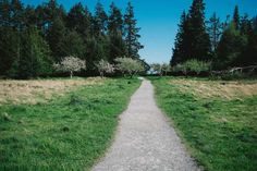 a path in the middle of a grassy area with trees on both sides and blue sky above