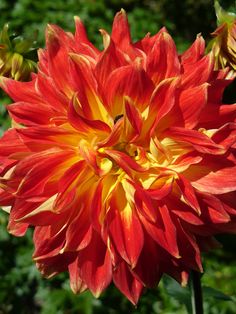 a large red and yellow flower with green leaves in the backgroung area