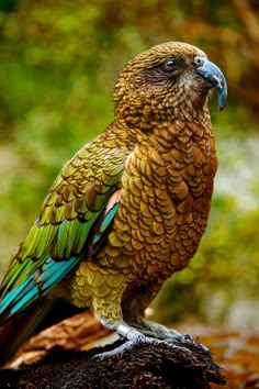 a bird sitting on top of a tree stump with a quote above it that reads, keep the faith because god keeps him