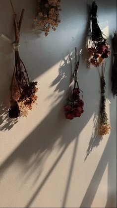 dried flowers hanging on the wall in front of a white wall with shadows from it