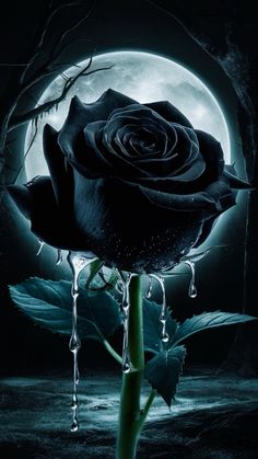 a black rose with drops of water hanging from it's petals in front of a full moon