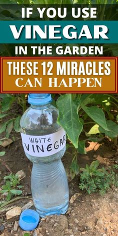 a bottle of wine sitting on the ground next to some plants and dirt with text overlay that reads if you use vinegar in the garden, these 12 miracles can happen