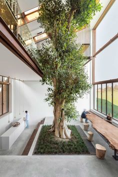 a large tree in the middle of a room