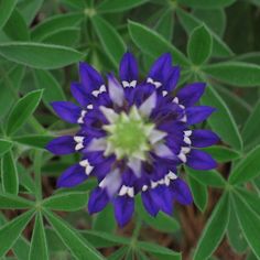 a purple and white flower surrounded by green leaves