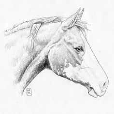 a pencil drawing of a horse's head