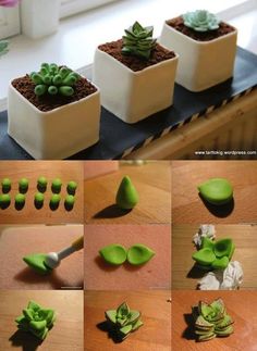 the process of making succulent plants is shown