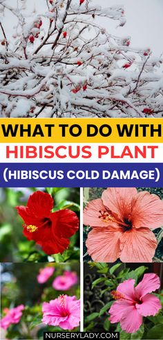 what to do with hibiscus plant hiboscus cold damage