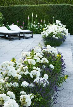 some white flowers are growing in the middle of a garden area with benches and hedges