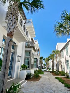 palm trees line the walkway between two white buildings with balconies on each side