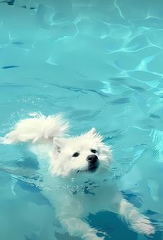 A cute white poppy swimming in water Tiny Dog Breeds, Dreamy Artwork, Samoyed Dogs, Dog Wallpaper, Dessin Adorable, Cute Animal Photos, Animal Photo, Scenery Wallpaper, Aesthetic Backgrounds