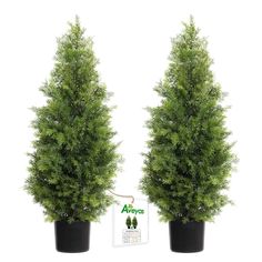 two potted trees are shown in front of a white background with an advertise for