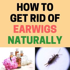 an image of how to get rid of earwigs naturally with text overlay