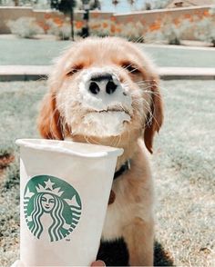 a dog holding a starbucks cup in its mouth