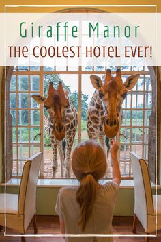 two giraffes standing next to each other in front of a window with the words, giraffe manor the coolest hotel ever