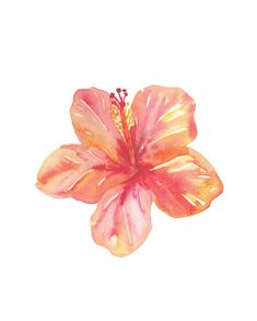 a painting of a pink flower on a white background