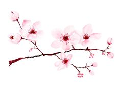 watercolor painting of pink flowers on a branch with leaves and buds isolated on white background