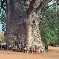 a group of people standing next to a large tree