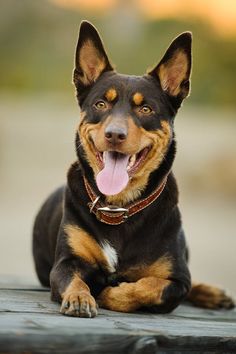 a black and brown dog laying on top of a wooden bench with its tongue hanging out