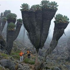 several people are walking through the desert with cactus trees in the foreground and foggy sky behind them