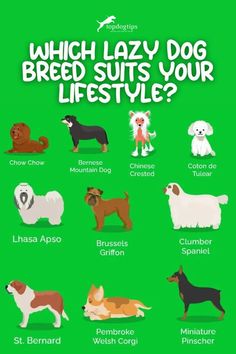 which lazy dog breed suits your life style? i love dogs, cute dogs, animals and pets, funny animals, animal memes, person, types of the world, different colors, color chart, pet names, all breeds, colored