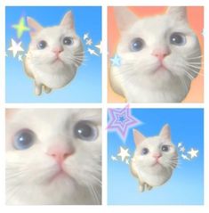 four different pictures of a white cat with blue eyes and stars in the sky above