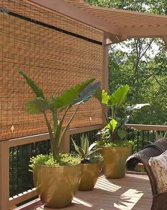 some plants are sitting on a wooden table