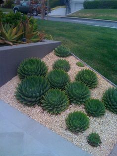 some very pretty green plants in a small garden