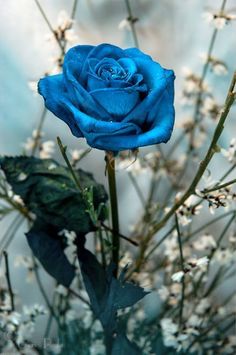 Have Inspiration, Kew Gardens, Fairy Angel, Blue Roses, Love Rose, Blue Rose, Blue Tones, Love Flowers